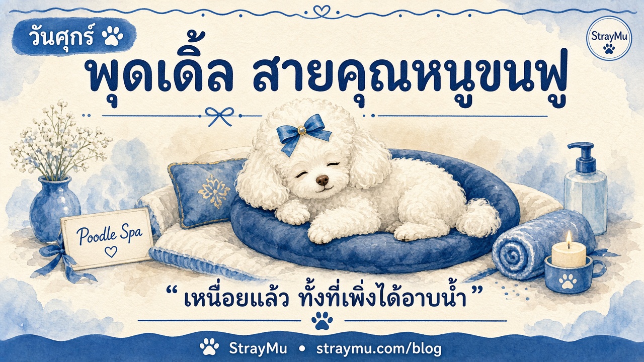 พุดเดิ้ล สายคุณหนูขนฟู ประจำวันศุกร์