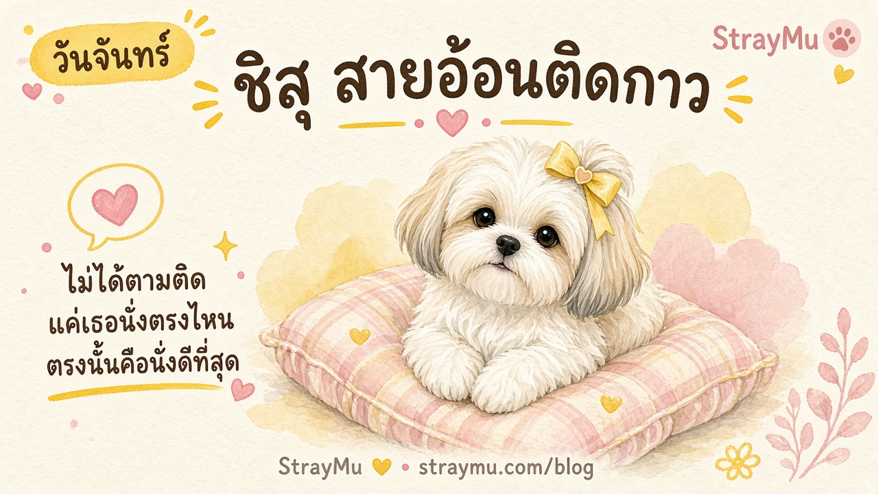 ชิสุ สายอ้อนติดกาว ประจำวันจันทร์