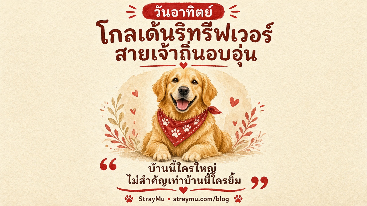 โกลเด้นรีทรีฟเวอร์ สายเจ้าถิ่นอบอุ่น ประจำวันอาทิตย์