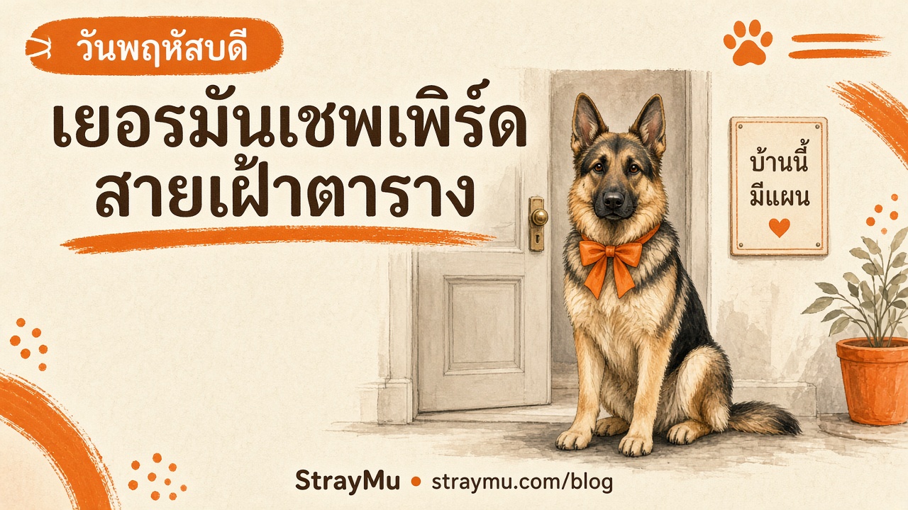 เยอรมันเชพเพิร์ด สายเฝ้าตาราง ประจำวันพฤหัสบดี