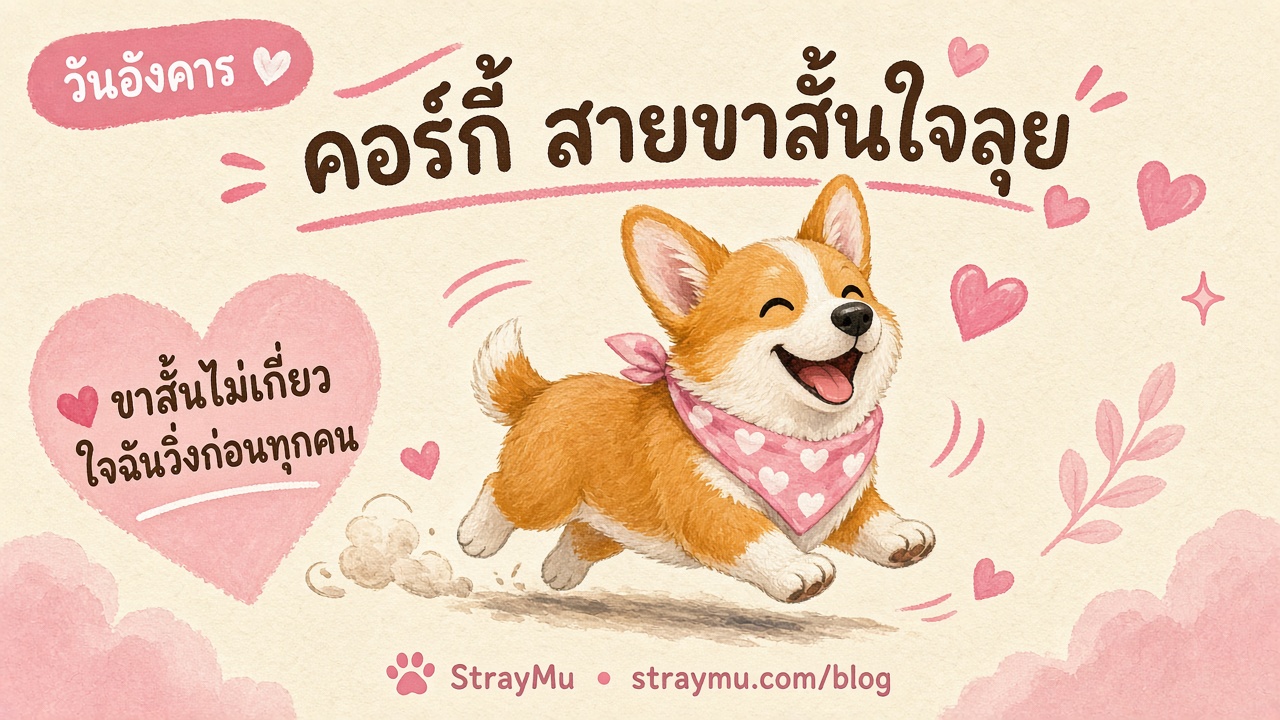 คอร์กี้ สายขาสั้นใจลุย ประจำวันอังคาร