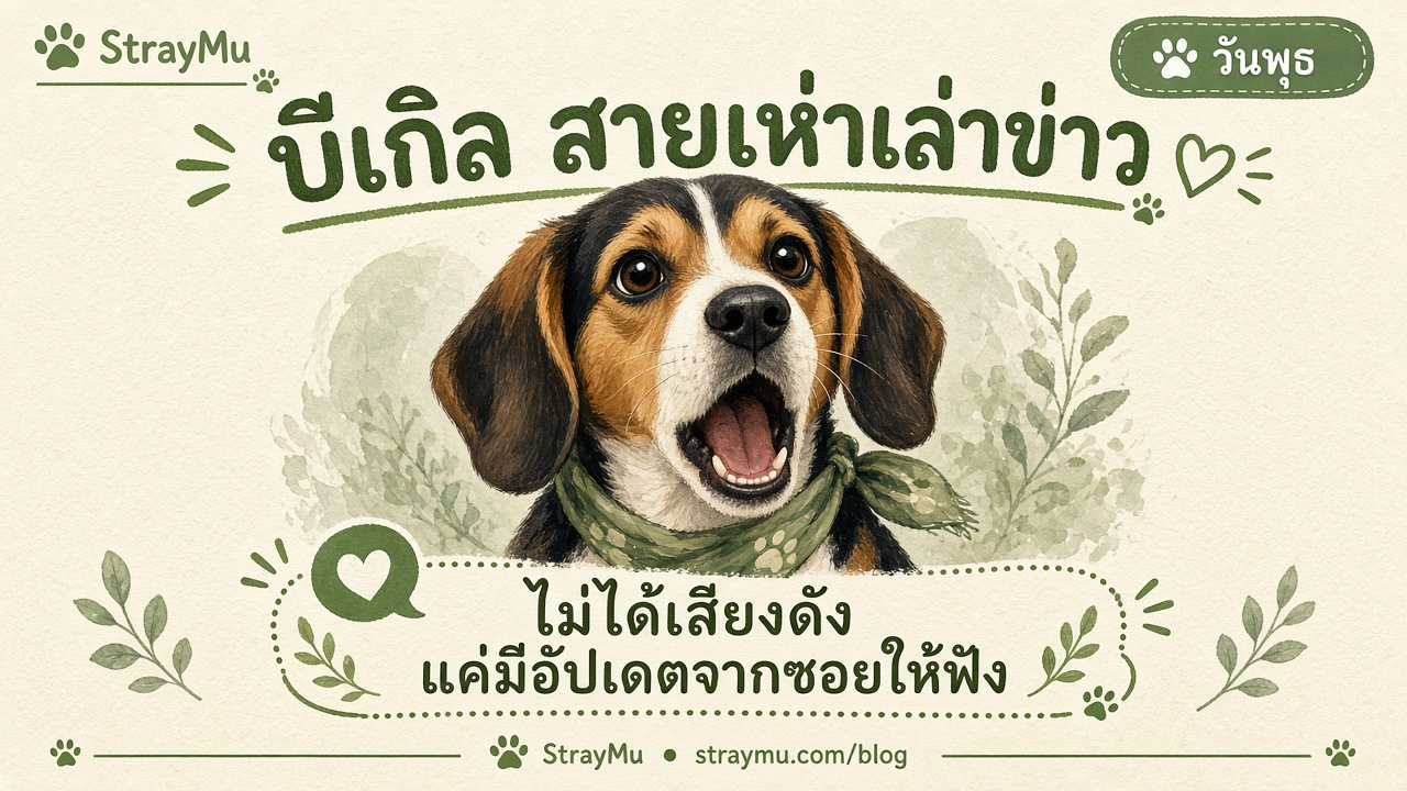 บีเกิล สายเห่าเล่าข่าว ประจำวันพุธ